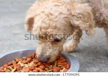 Dry Food And The Dog