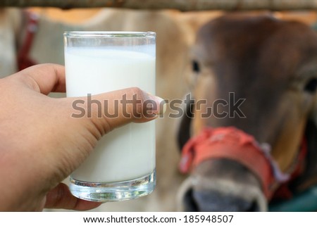fresh milk in the farm
