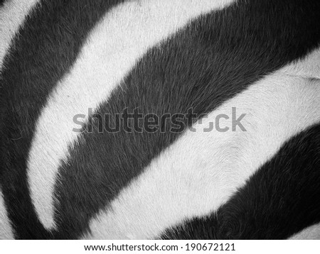 Zebra fur background texture
