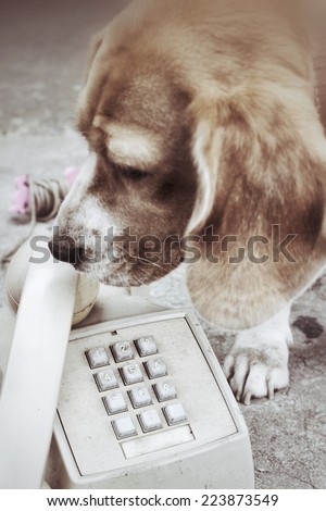 Vintage telephone and dog