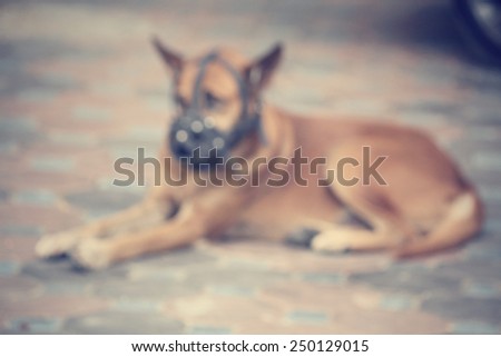 Blurred of dog wearing a muzzle