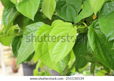 Betel leaves