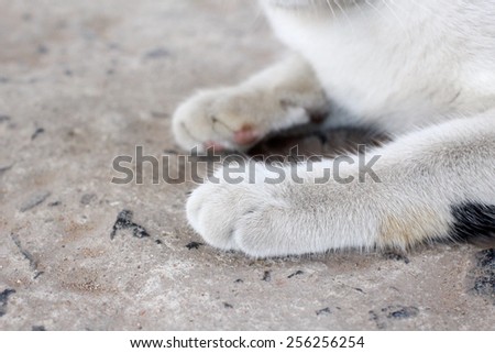 Cat feet