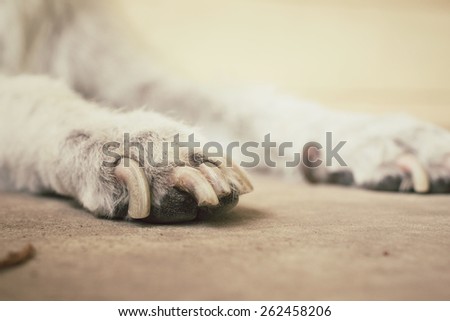 Dog foot