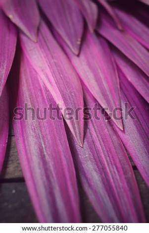 Purple leaves background
