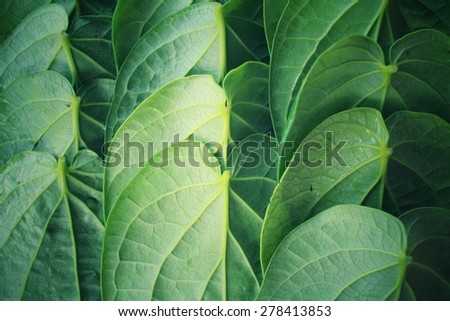 Betel leaf background