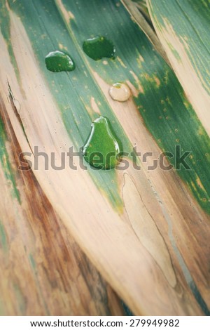 Water drop on bamboo dried leaves