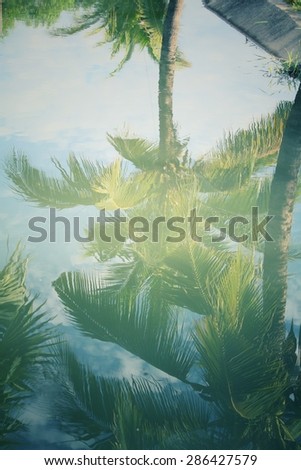 Coconut tree with shadow on water