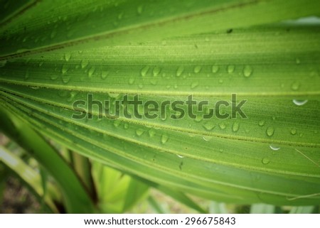 Palm leaves with drip water