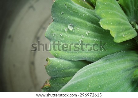 Fern leaves with drip water