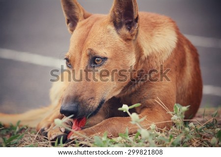 Dog eating in the park
