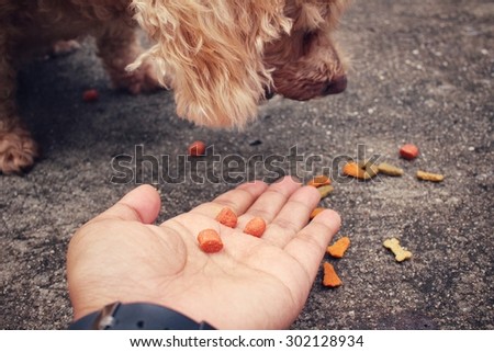 Dry food and the dog