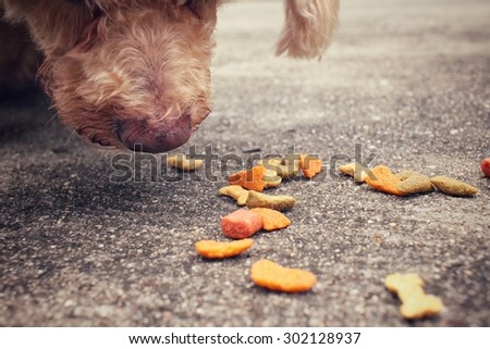 Dry food and the dog