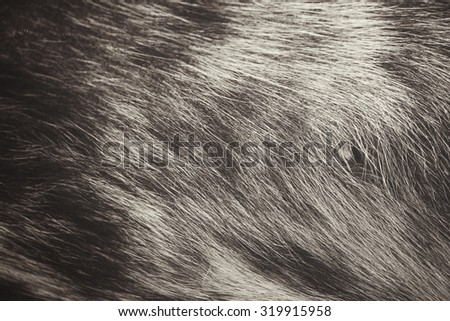 Dog hair background
