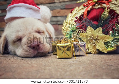 Christmas dog with hat and gift