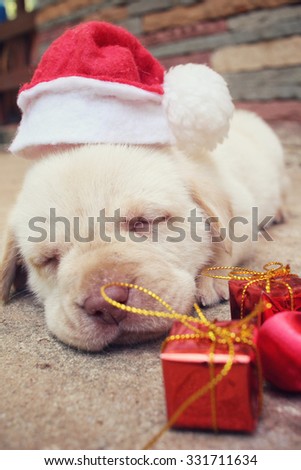 Christmas dog with hat and gift