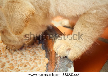 Labrador puppy eating dog food