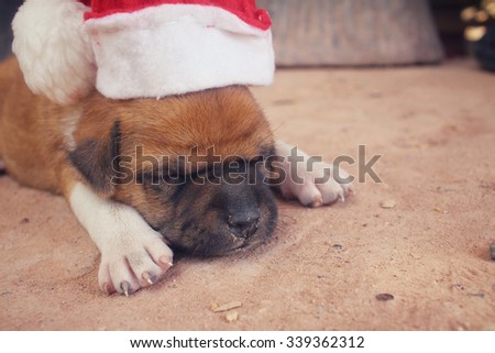 Christmas dog with hat