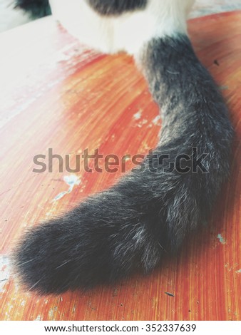 Tail of a cat