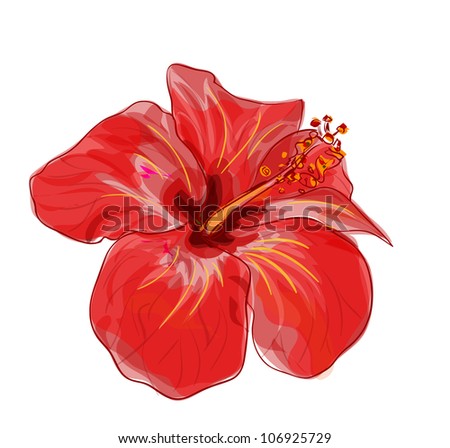 Red hibiscus flower.