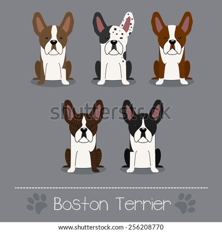 Set of five different colors Boston Terrier