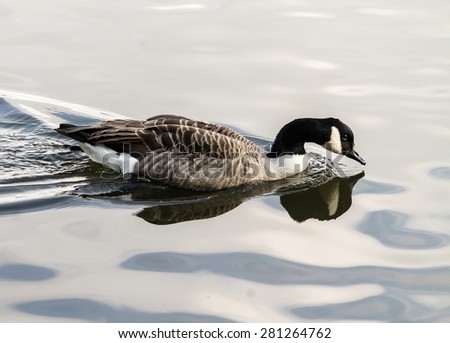 Canada Goose (Branta Canadensis), swimming in the pond. Reflection from the surface.