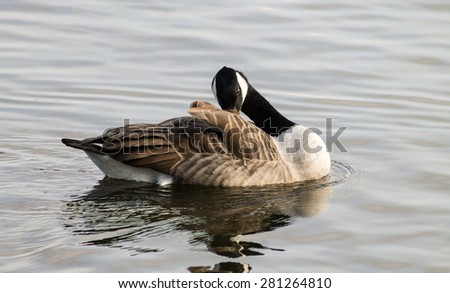Canada Goose (Branta Canadensis), swimming in the pond. Reflection from the surface.