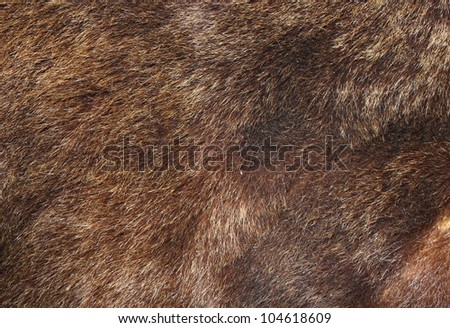 texture of brown bear fur hunted in Rondei mountains, the Carpathians, Romania