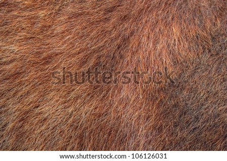 texture of brown bear fur hunted in Rodnei mountains, Romania