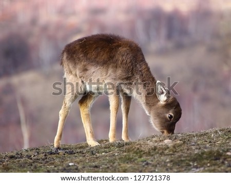 fallow deer calf ( dama dama ) grazing in the field the scarce winter grass