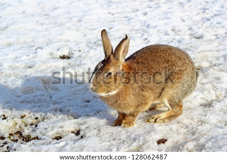 brown rabbit standing on snow in the farm yard