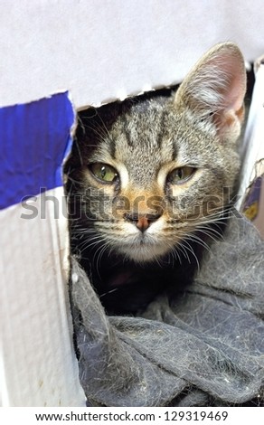 portrait of a baby cat hiding in  carton box