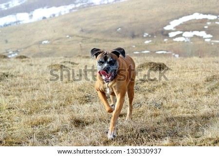 happy dog ( boxer breed ) running in the field