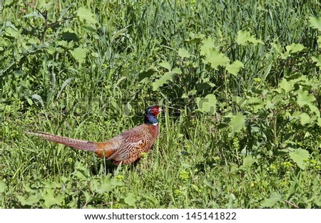 pheasant cock ( phasianus colchicus ) trying to hide in the summer green field