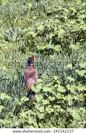 colorful male pheasant ( phasianus colchicus ) standing on the green meadow in the middle of the day