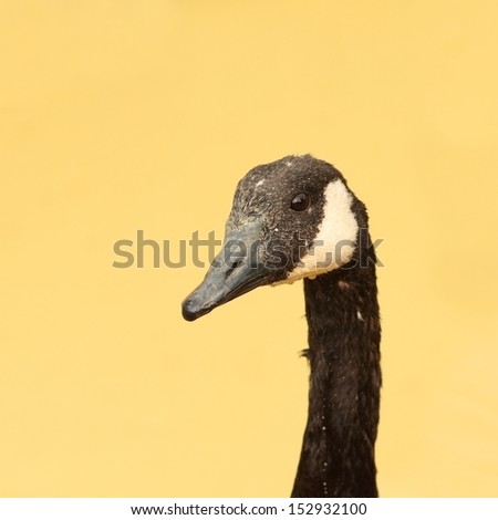 portrait of an angry goose over blurred background