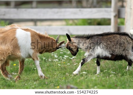 two young animals, goats, photographed at a farm while fighting with their heads