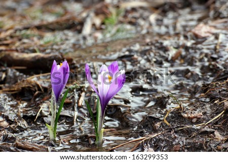 purple wild saffron (crocus sativus) growing in small water