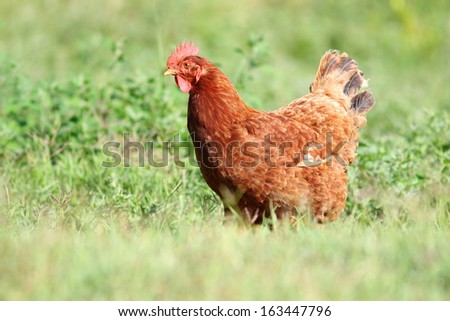 big hen walking  in the green turf at the bio farm