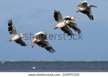 flock of great pelicans ( pelecanus onocrotalus ) flying over the sea near Sahalin island wildlife reserve, Danube Delta, Romania