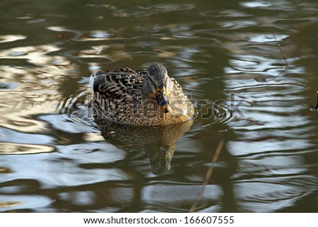 female mallard duck ( anas platyrhinchos )  floating on water