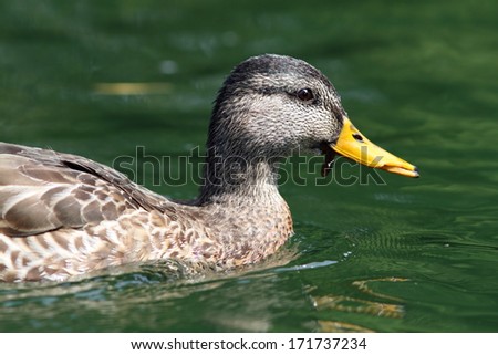 side view of female mallard duck swimming on water