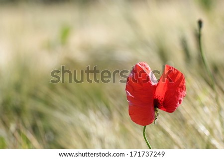 red wild flower growing in the maize field