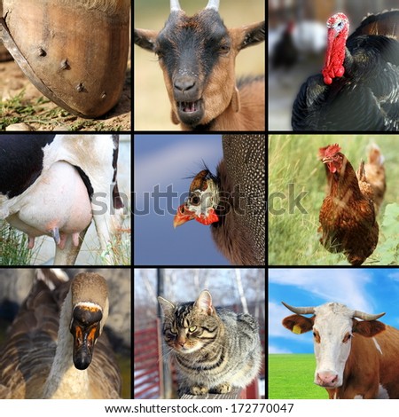 collection of different farm animals, birds and mammals