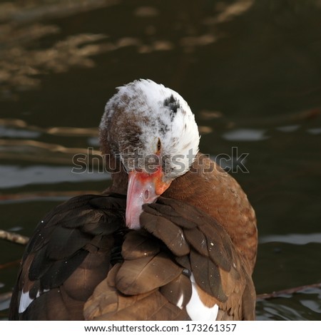 muscovy duck ( cairina moschata ) scratching its plumage while standing in a small pond
