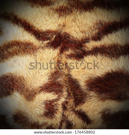 real tiger stripes, texture of fur on the head