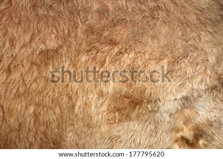 lion real textured fur on an animal from the zoo