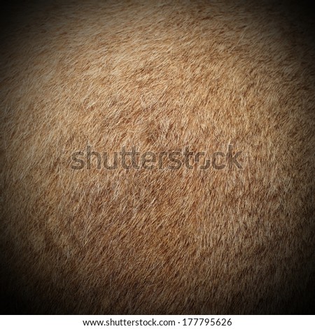 real cougar ( mountain lion, puma concolor  ) textured  fur, image taken on a hunting trophy