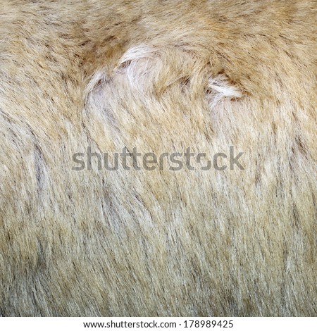 texture of polar bear ( ursus maritimus ) white fur