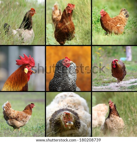 images of farm birds, hens and roosters on lawn